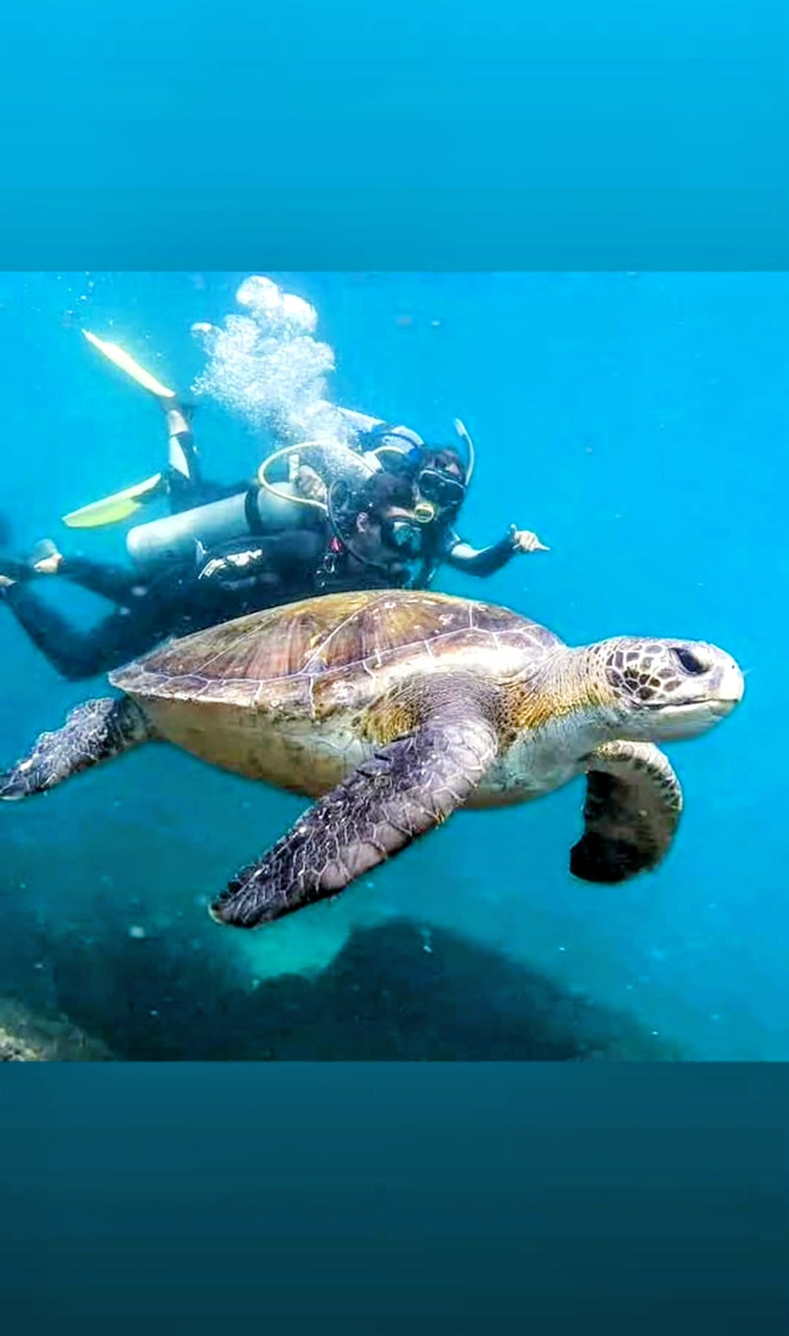 Buceo con tortuga marina en Ilha do Xavier